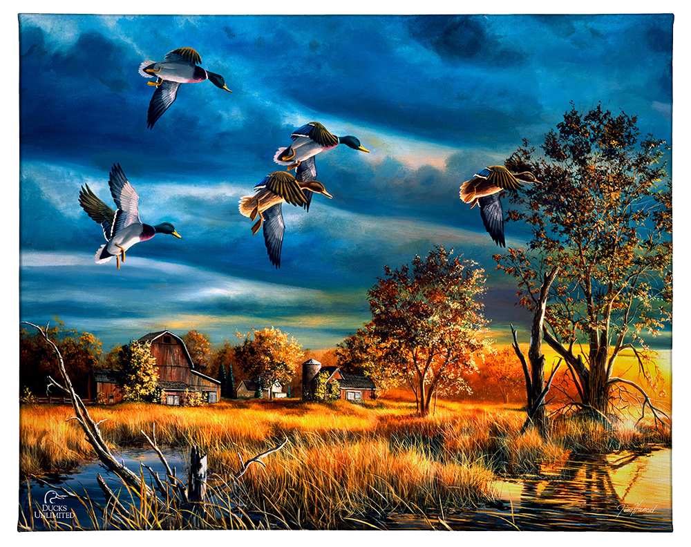 Morning Mallards Gallery Wrapped Canvas - Official Ducks Unlimited Art