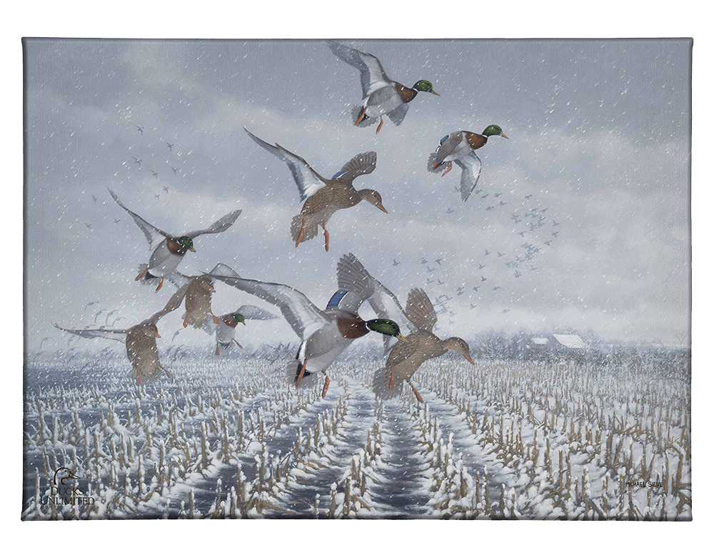 Northern  Flight - Mallards Gallery Wrapped Canvas - Official Ducks Unlimited Art