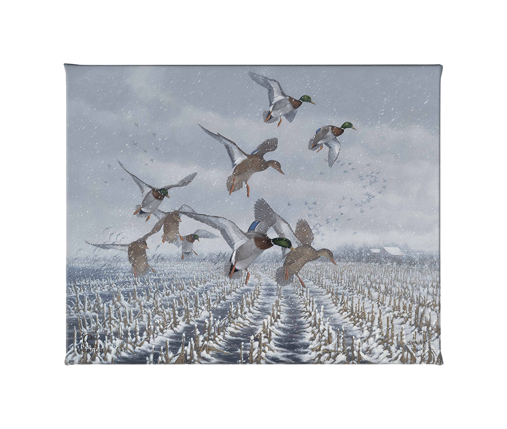 Northern  Flight - Mallards Gallery Wrapped Canvas - Official Ducks Unlimited Art