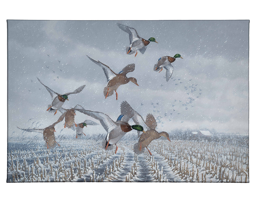 Northern  Flight - Mallards Gallery Wrapped Canvas - Official Ducks Unlimited Art