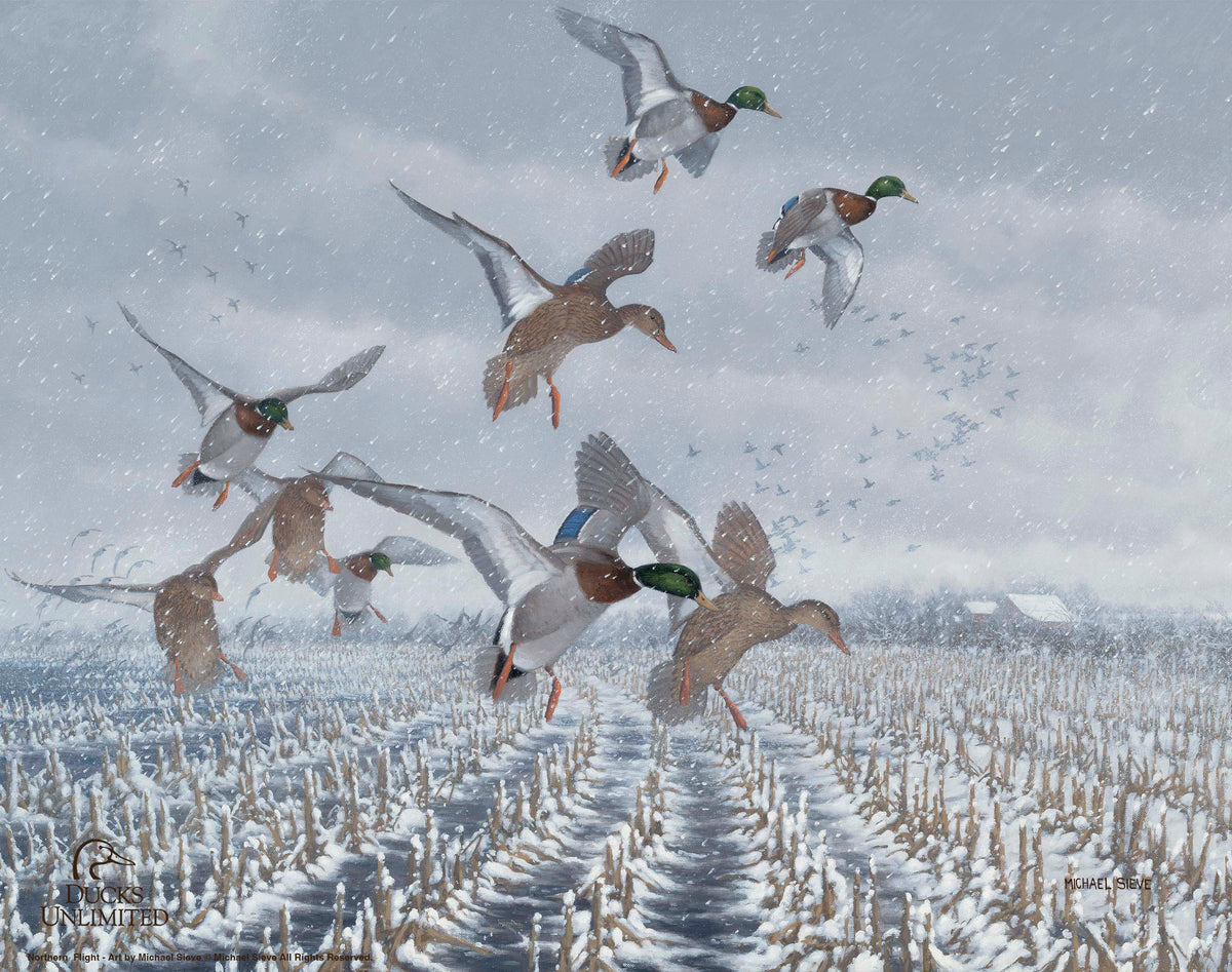 Northern  Flight - Mallards Art Prints - Official Ducks Unlimited Art