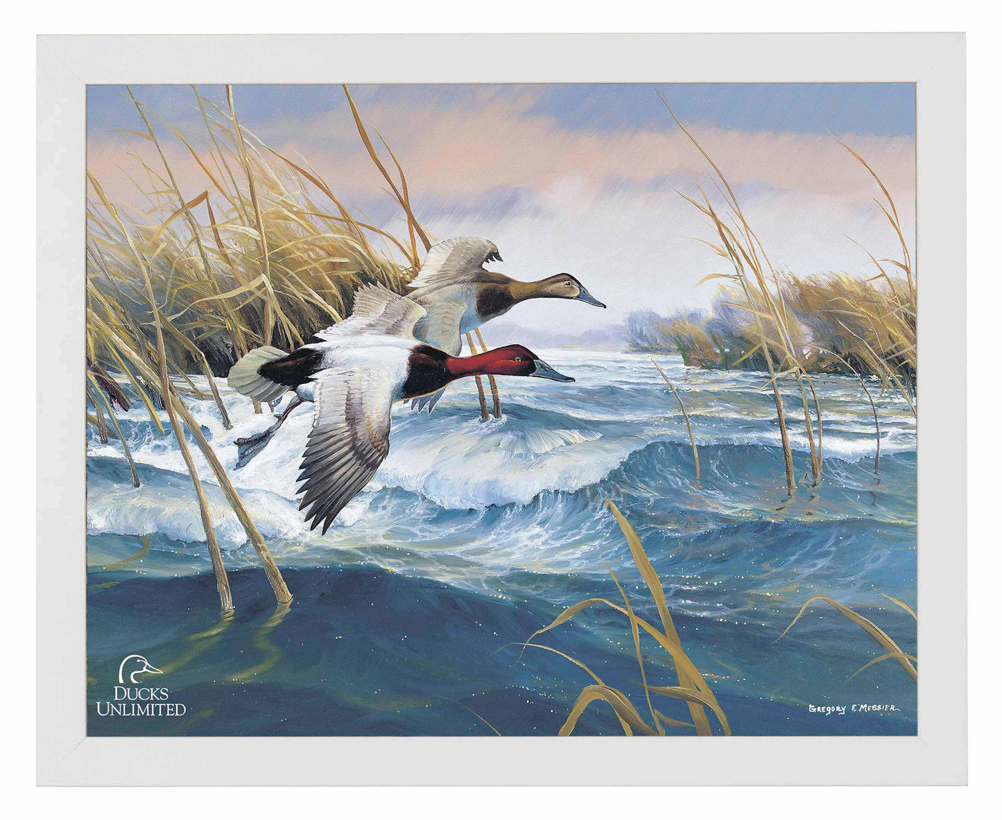 On the Deck  Canvasbacks  Art Prints - Official Ducks Unlimited Art