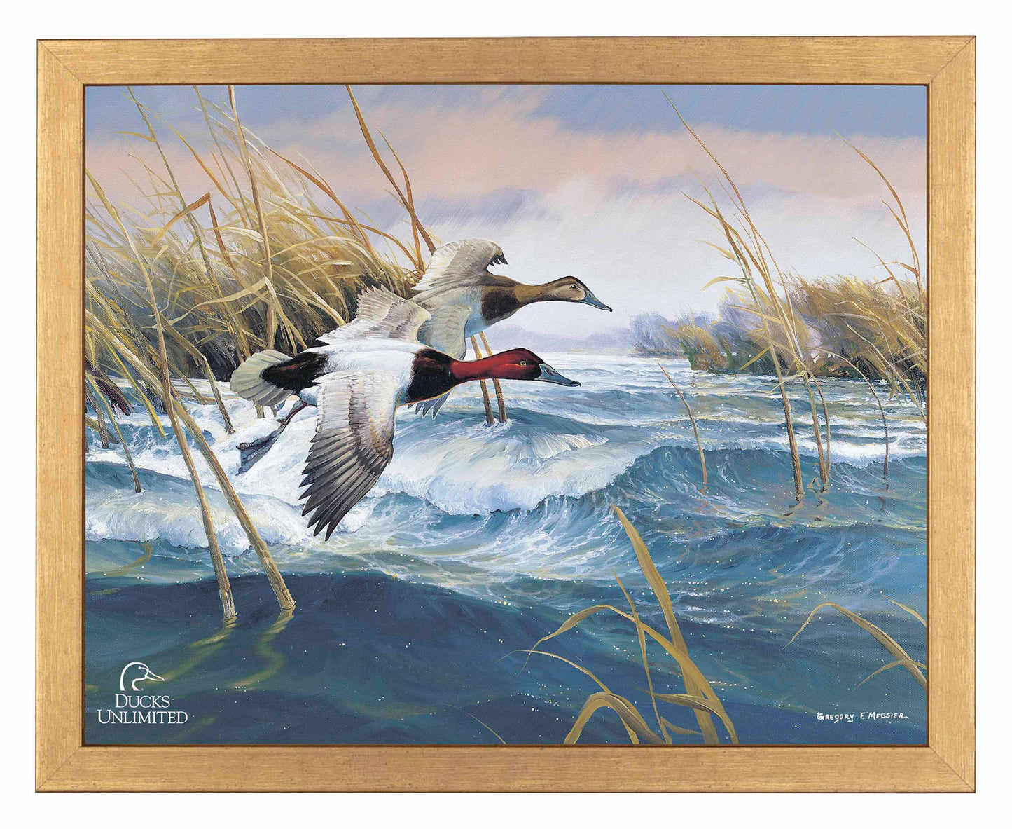 On the Deck  Canvasbacks  Art Prints - Official Ducks Unlimited Art