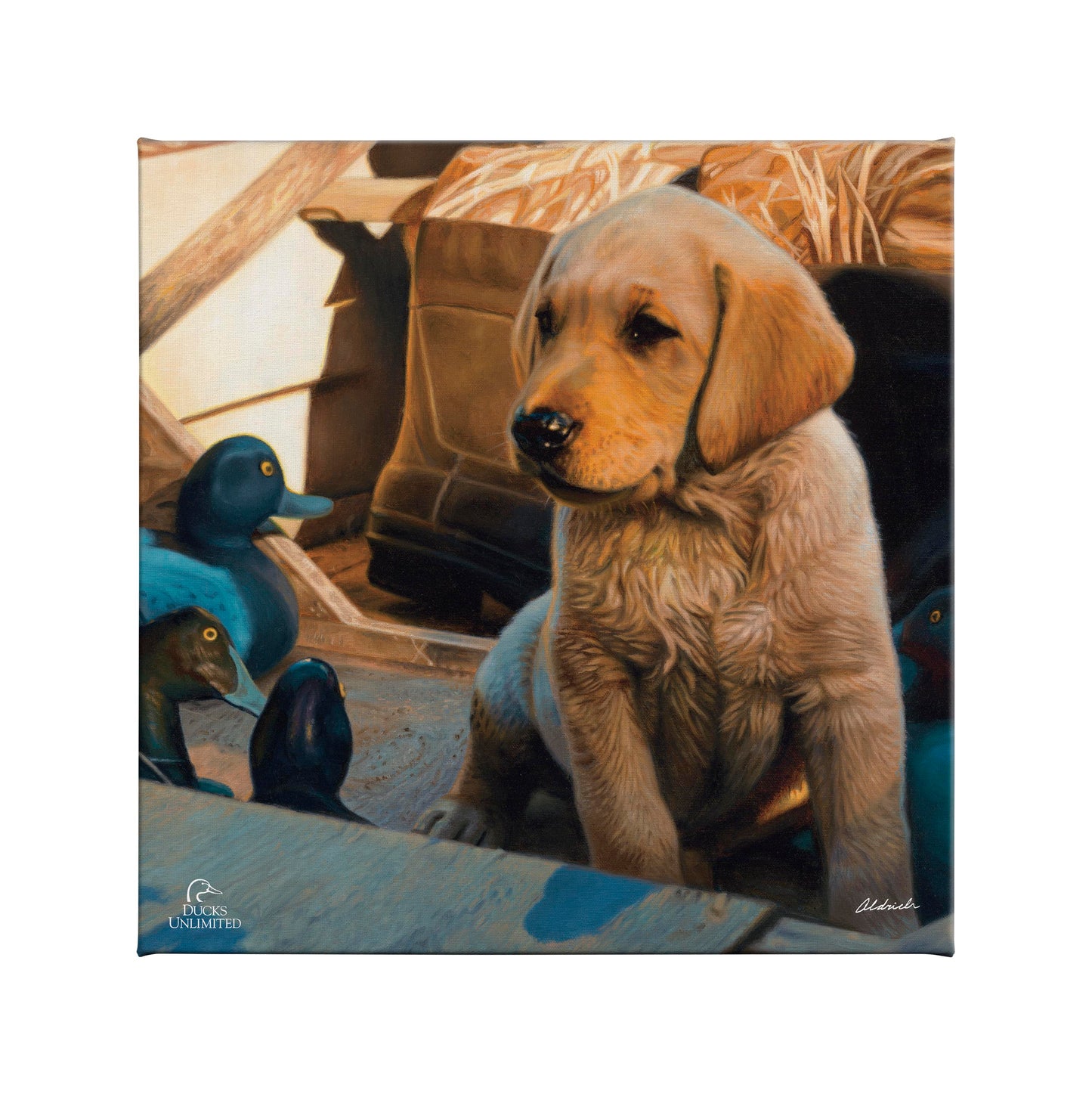 Out Numbered & Surrounded Gallery Wrapped Canvas - Official Ducks Unlimited Art