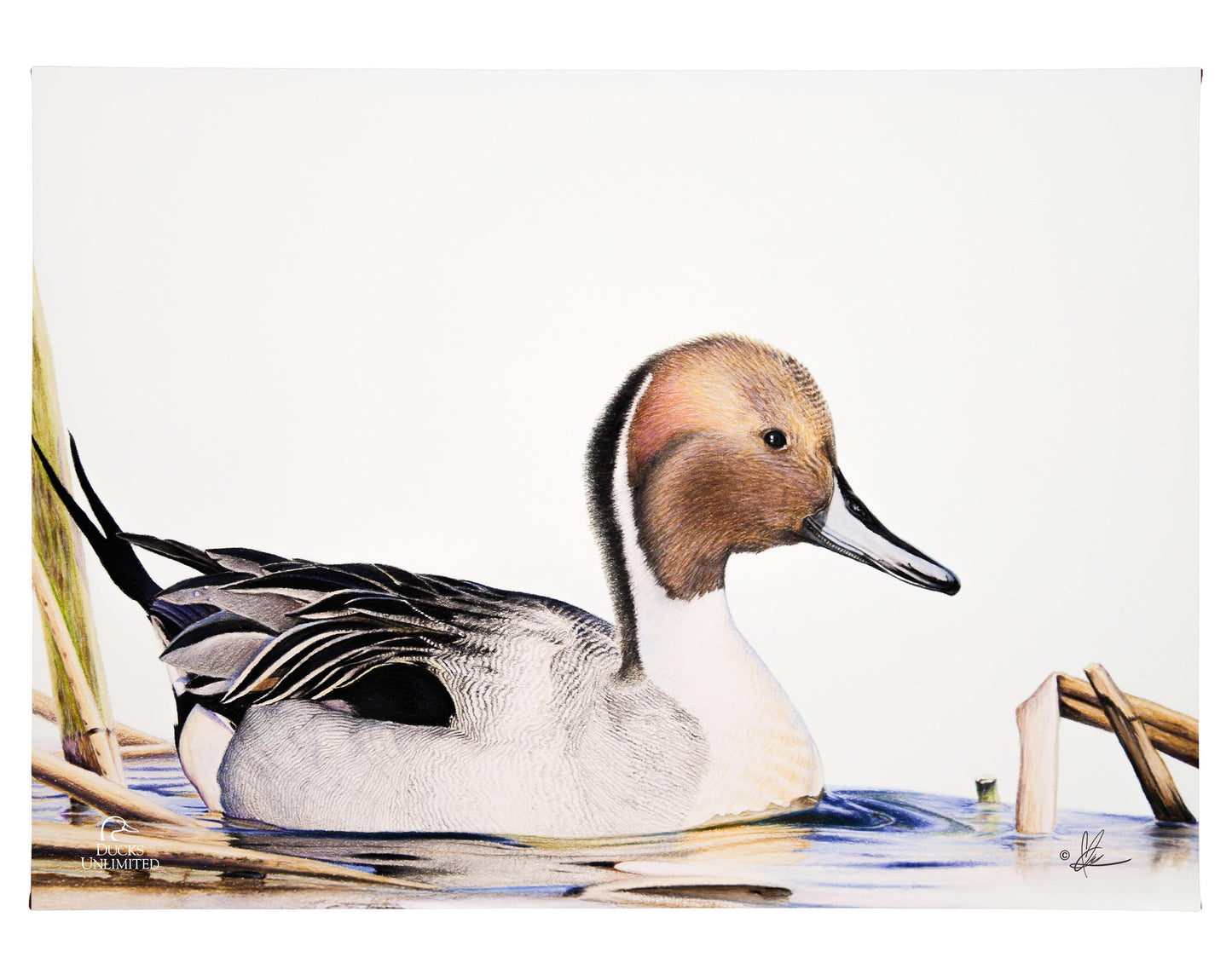 Pintail Gallery Wrapped Canvas - Official Ducks Unlimited Art