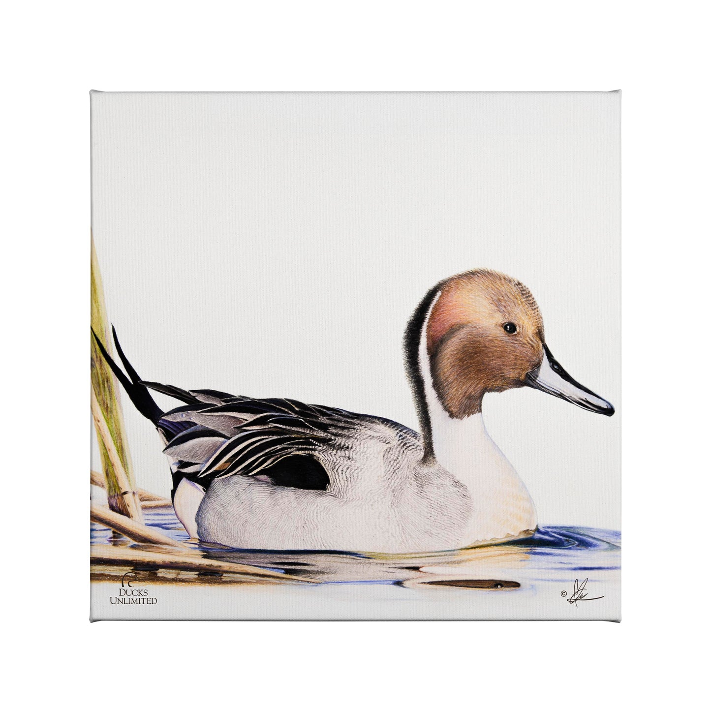 Pintail Gallery Wrapped Canvas - Official Ducks Unlimited Art