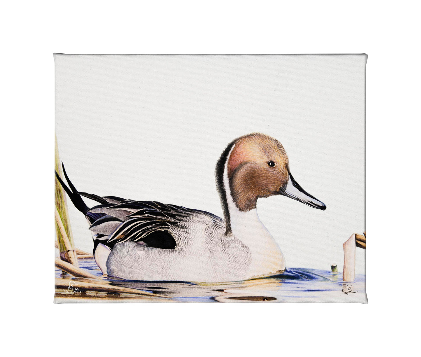 Pintail Gallery Wrapped Canvas - Official Ducks Unlimited Art