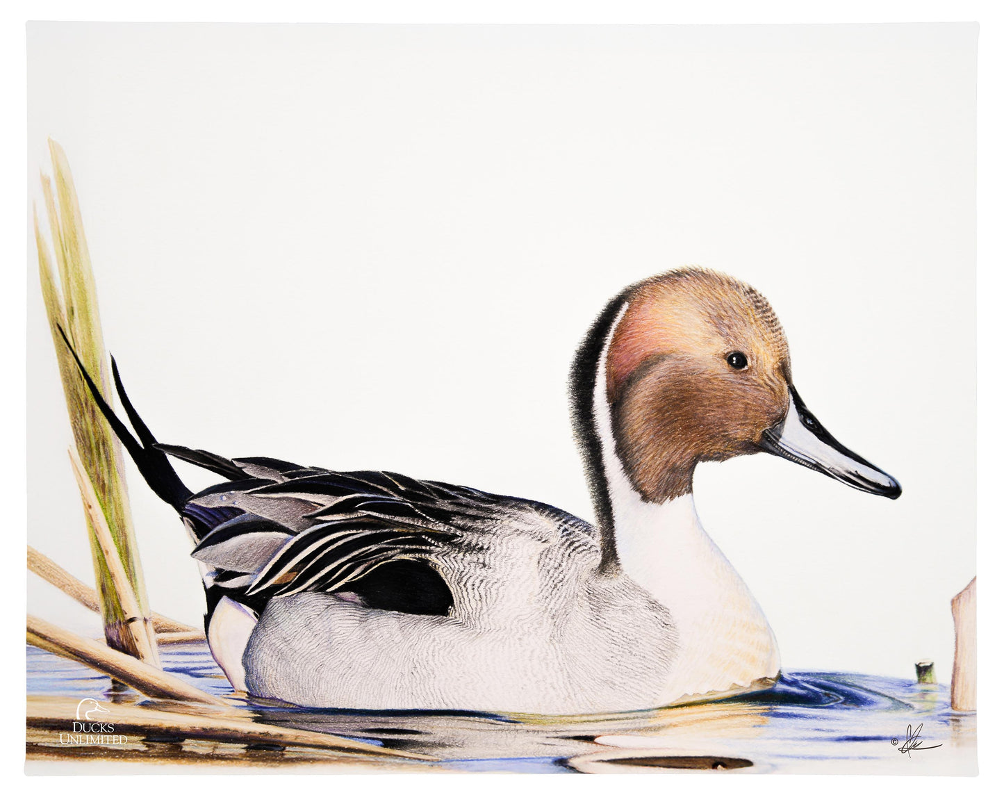 Pintail Gallery Wrapped Canvas - Official Ducks Unlimited Art
