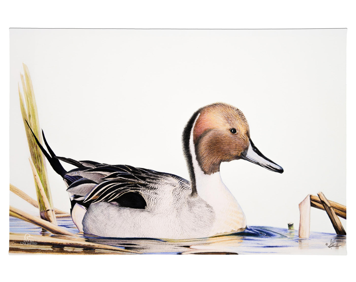 Pintail Gallery Wrapped Canvas - Official Ducks Unlimited Art