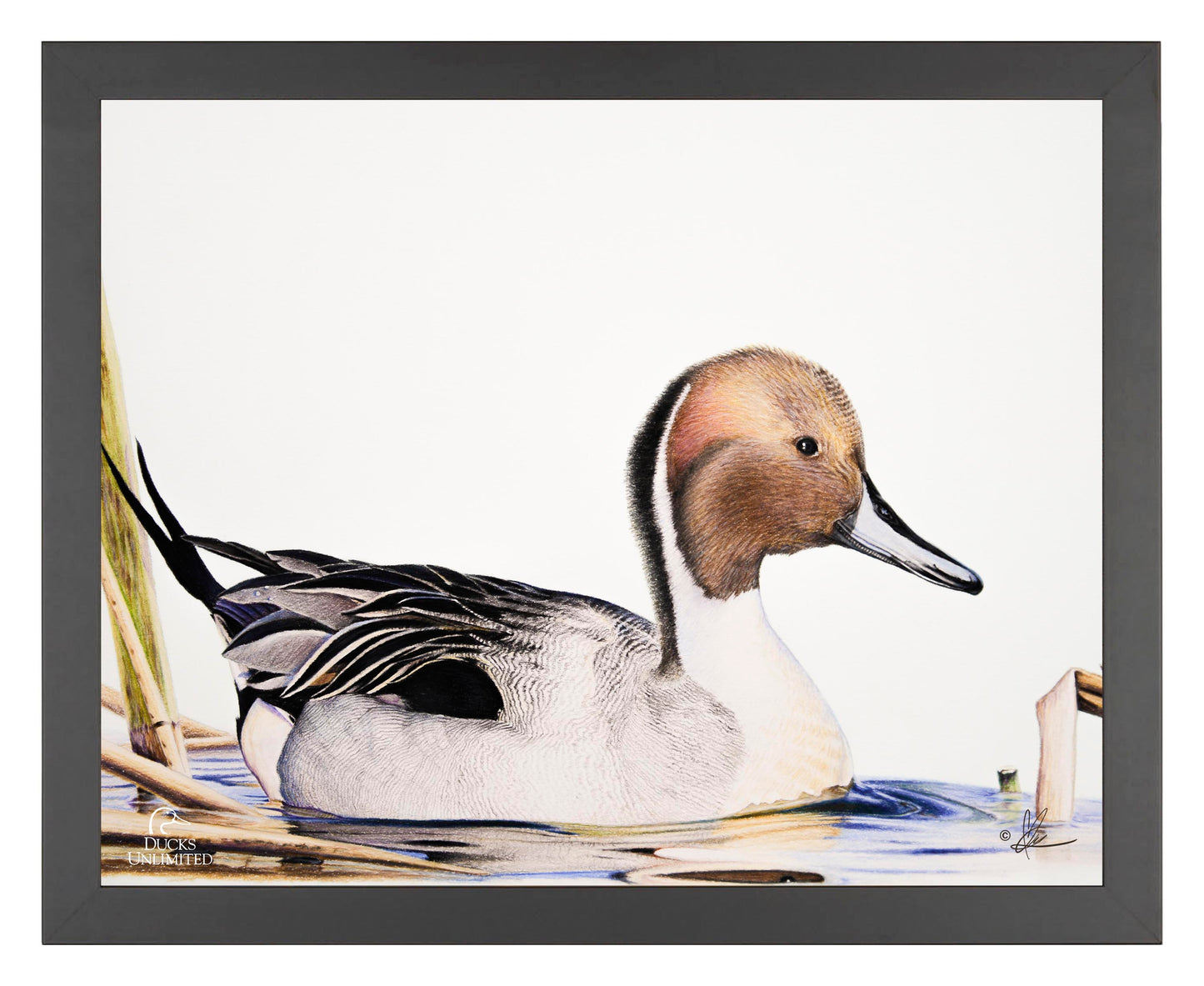 Pintail  Art Prints - Official Ducks Unlimited Art
