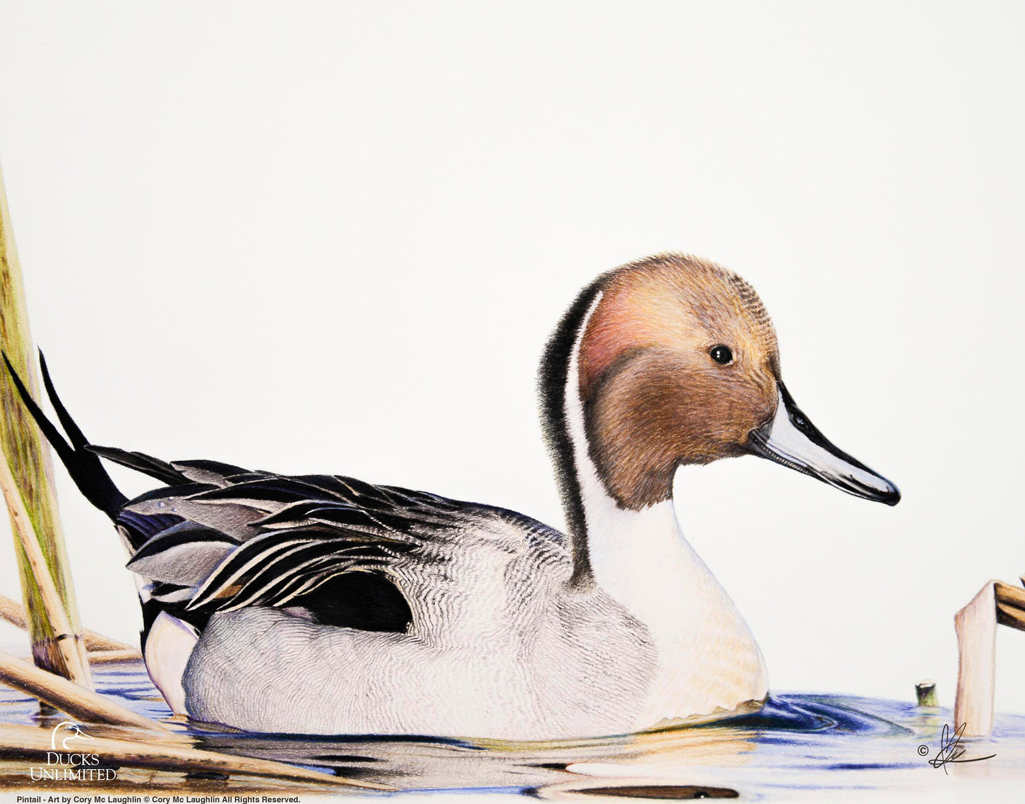 Pintail  Art Prints - Official Ducks Unlimited Art