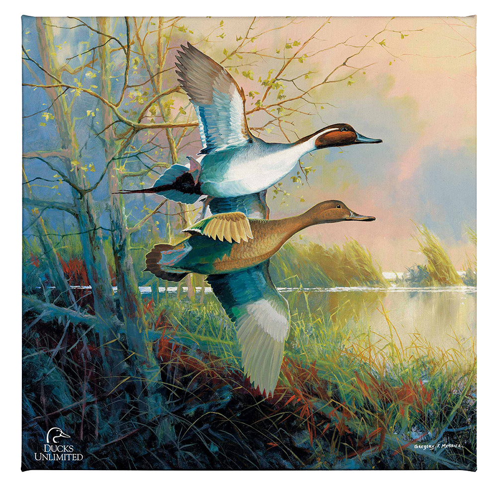 Pintails Gallery Wrapped Canvas - Official Ducks Unlimited Art