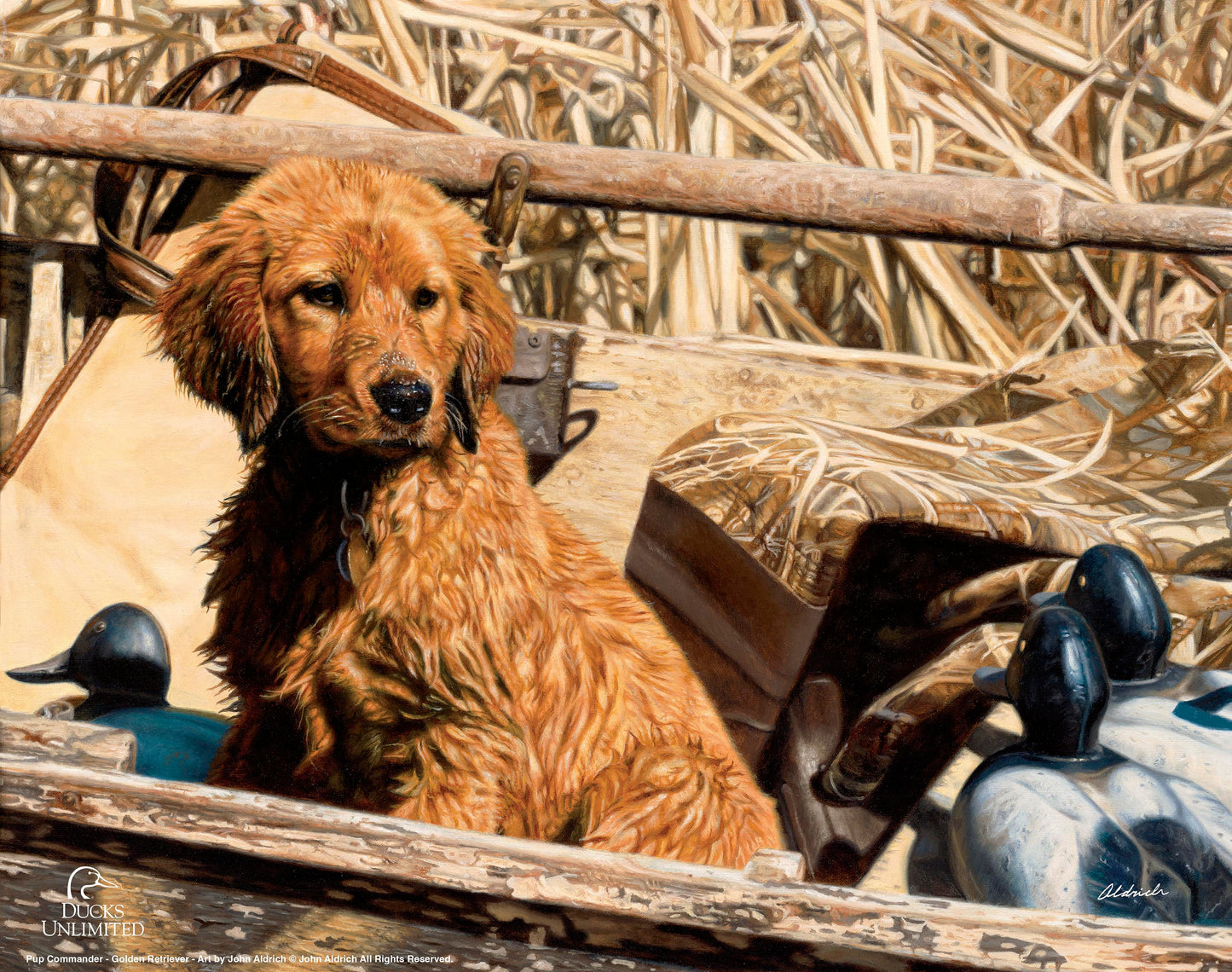 Pup Commander  Golden Retriever  Art Prints - Official Ducks Unlimited Art