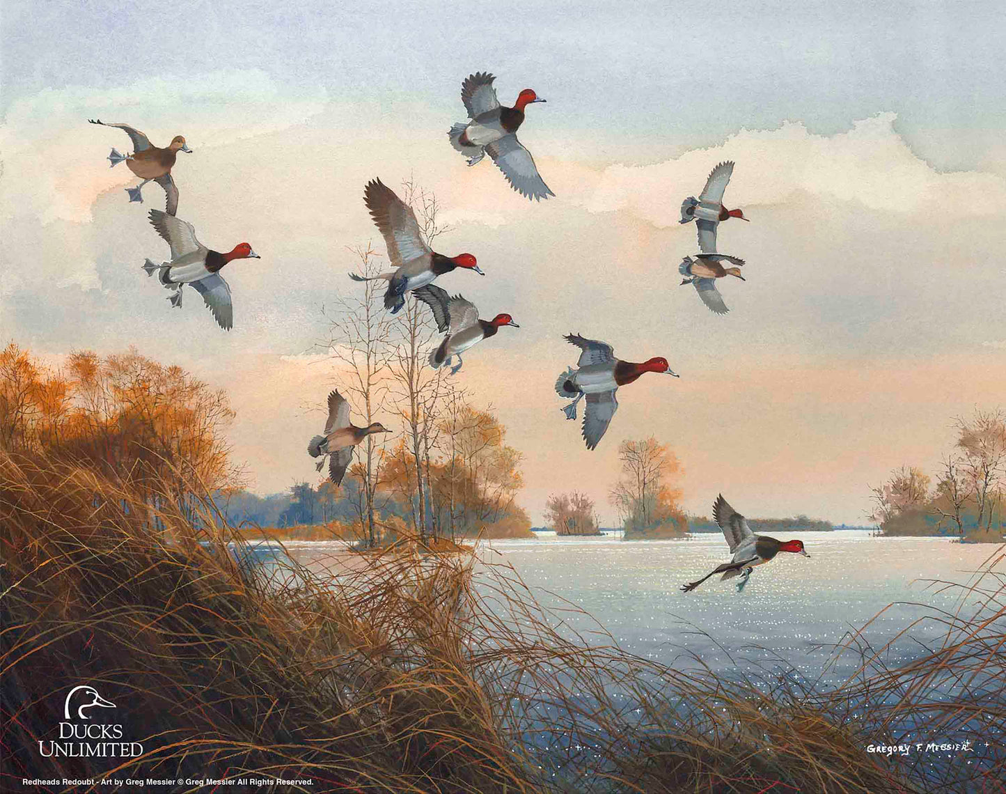 Redheads Redoubt Art Prints - Official Ducks Unlimited Art