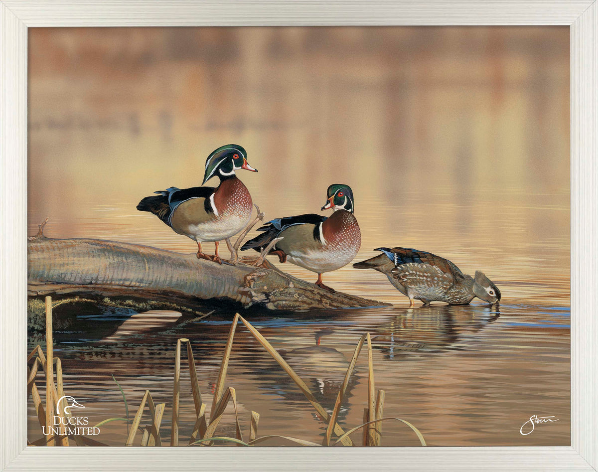 Resting Place - Wood Ducks Art Prints - Official Ducks Unlimited Art