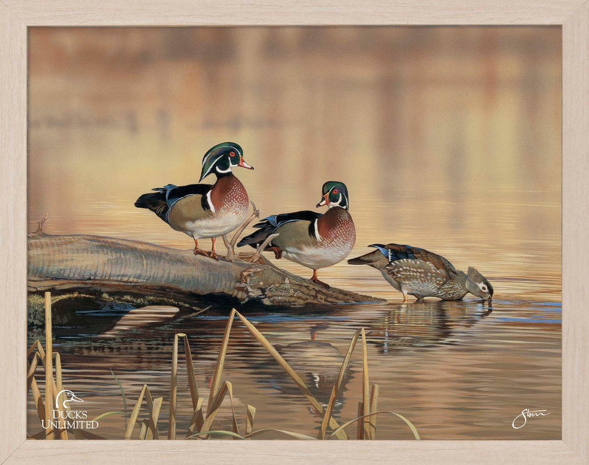 Resting Place - Wood Ducks Art Prints - Official Ducks Unlimited Art