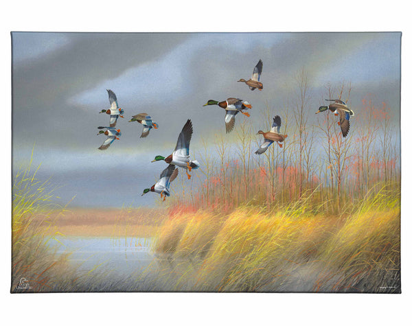 Returning Home Mallards Gallery Wrapped Canvas - Official Ducks Unlimited Art