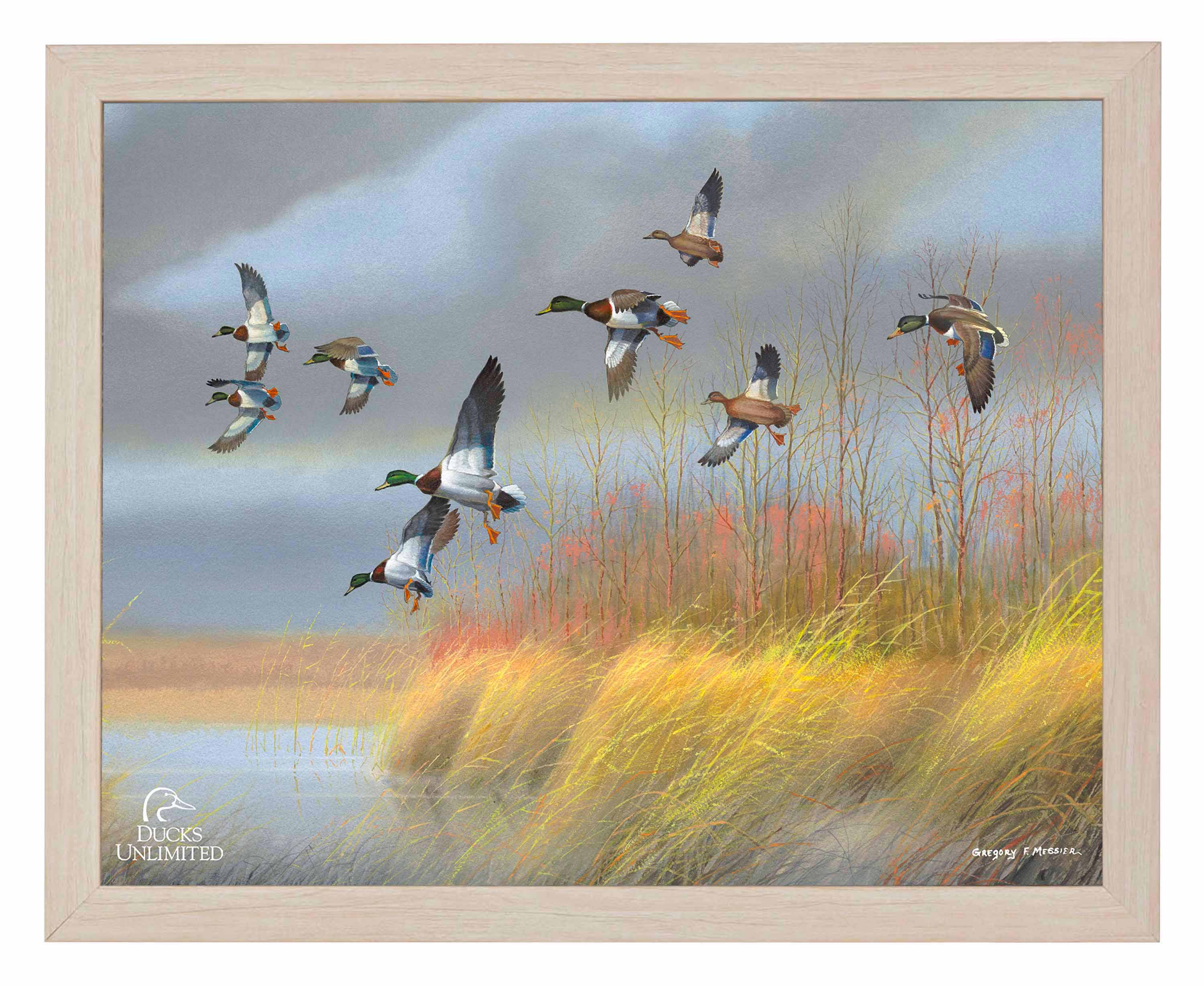 Returning Home Mallards Art Prints - Official Ducks Unlimited Art