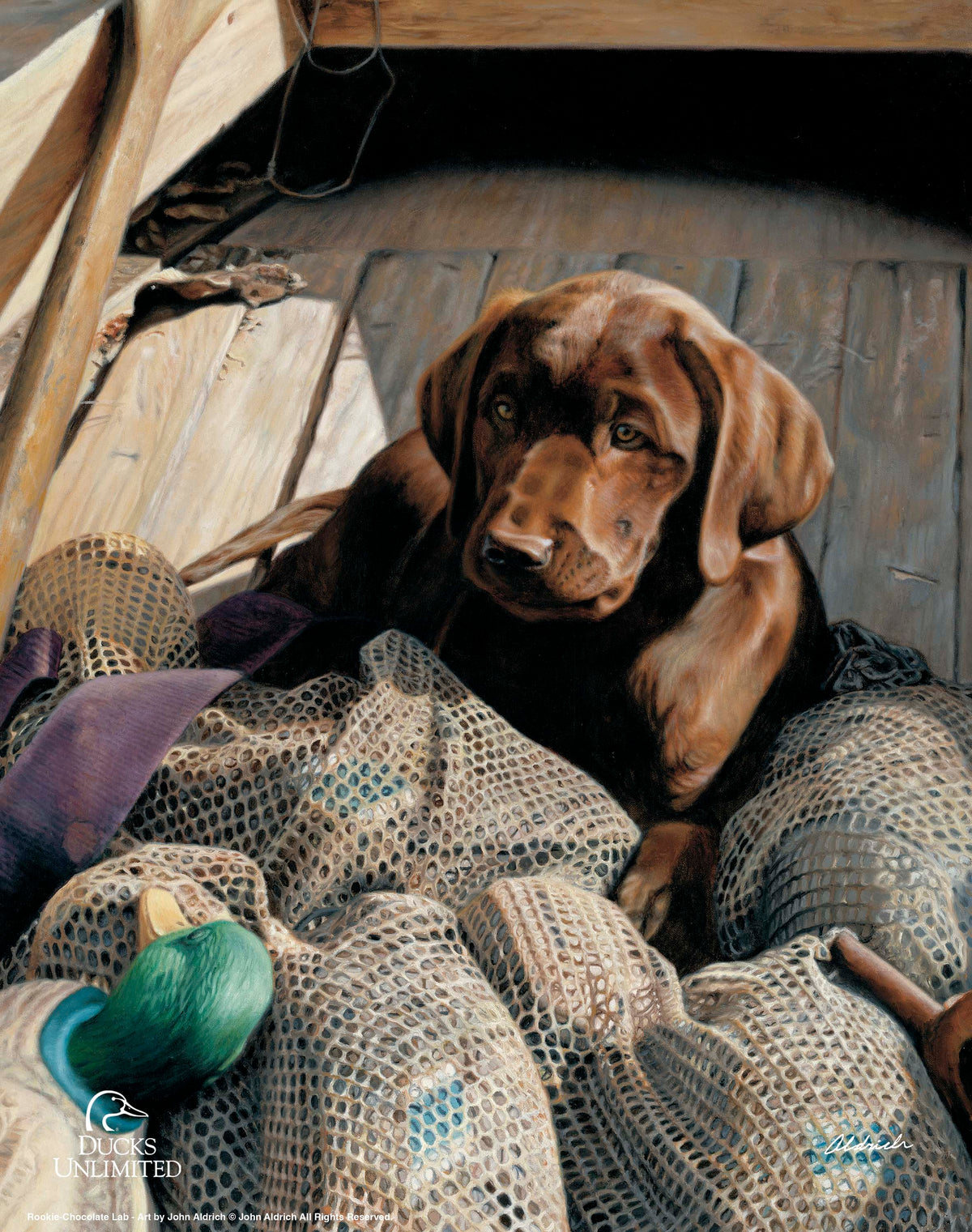 Rookie - Chocolate Lab Art Prints - Official Ducks Unlimited Art