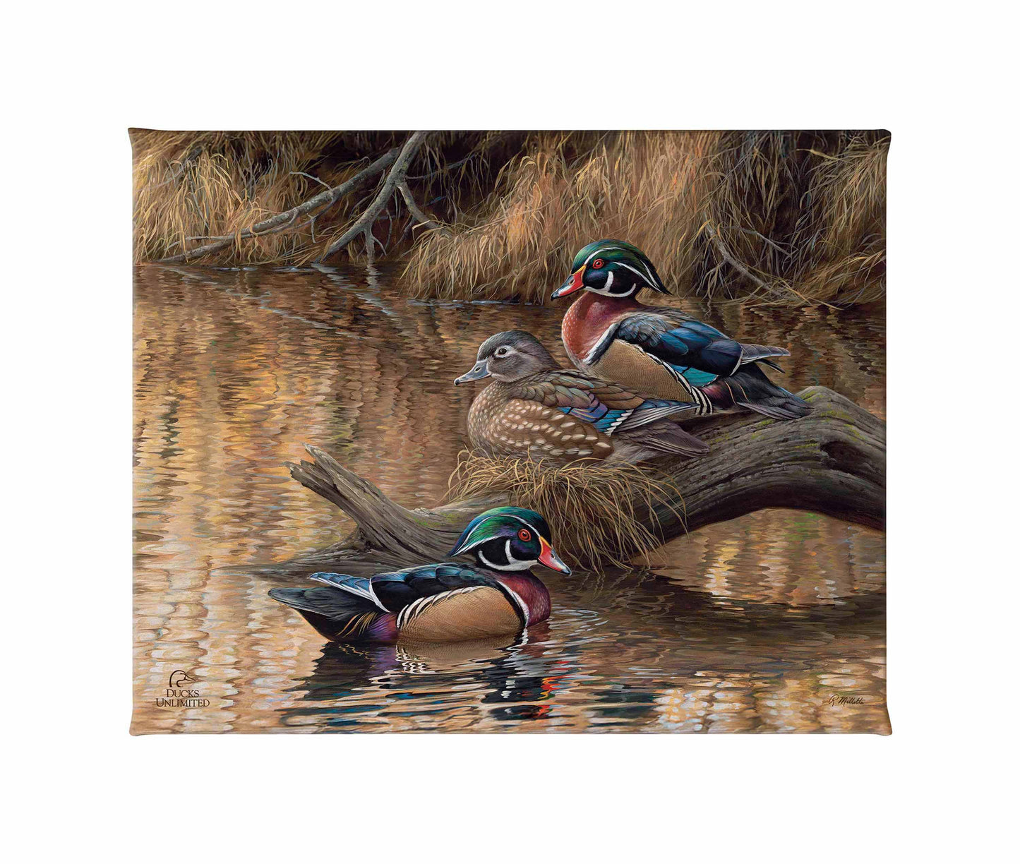 Sitting Pretty Wood Ducks Gallery Wrapped Canvas - Official Ducks Unlimited Art