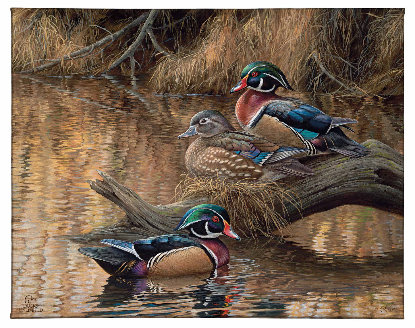 Sitting Pretty Wood Ducks Gallery Wrapped Canvas - Official Ducks Unlimited Art