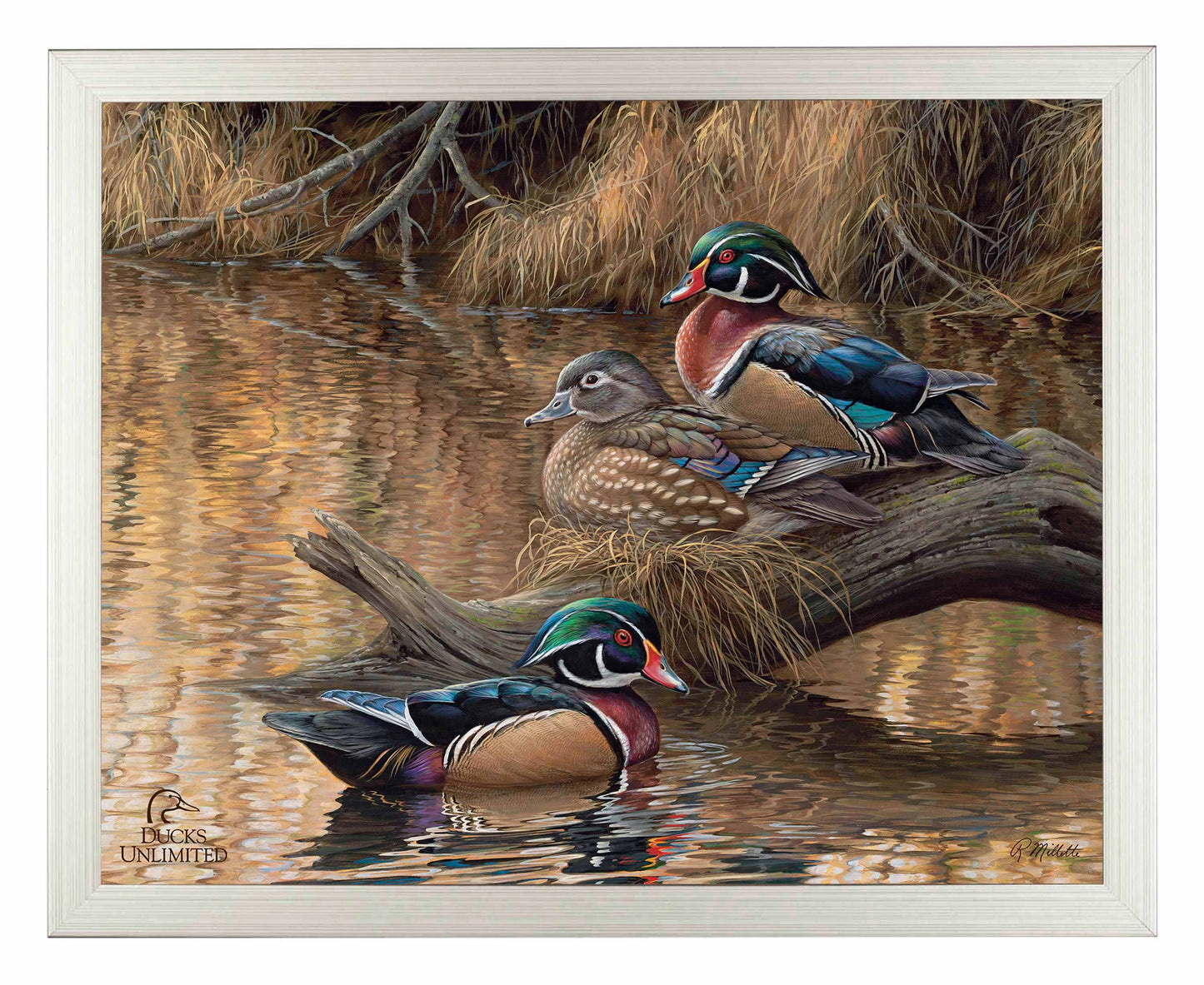 Sitting Pretty  Wood Ducks  Art Prints - Official Ducks Unlimited Art