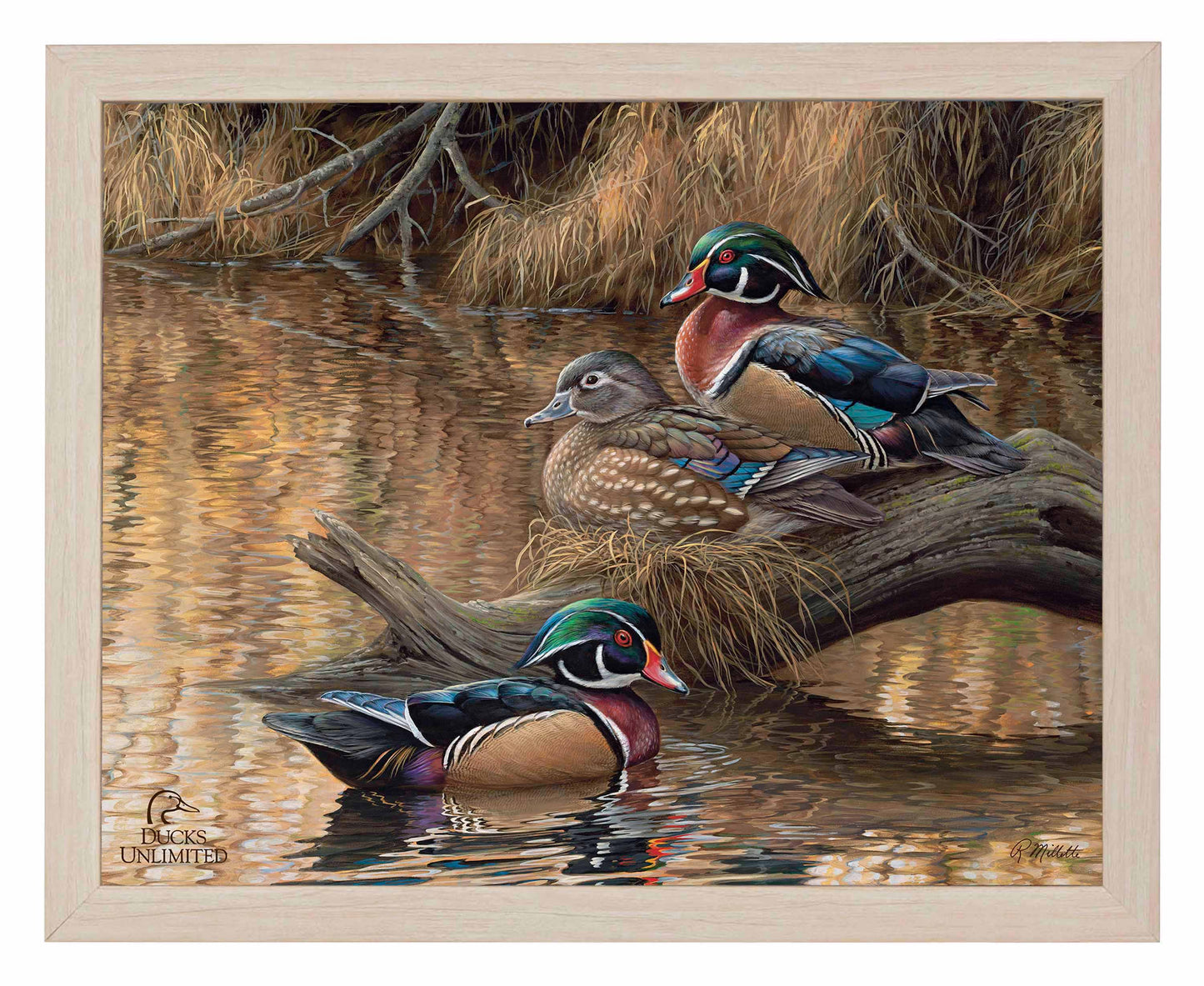Sitting Pretty  Wood Ducks  Art Prints - Official Ducks Unlimited Art