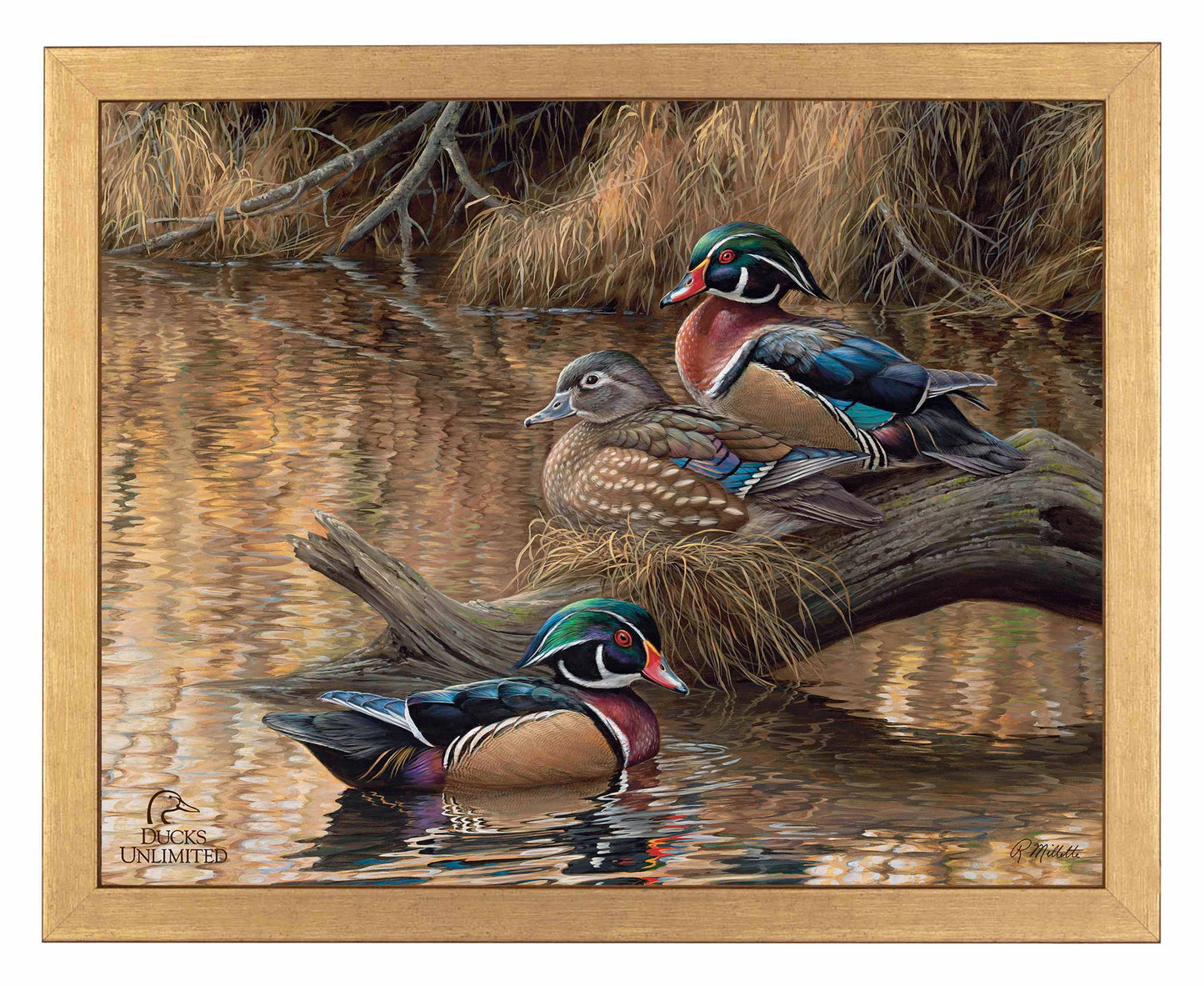 Sitting Pretty  Wood Ducks  Art Prints - Official Ducks Unlimited Art