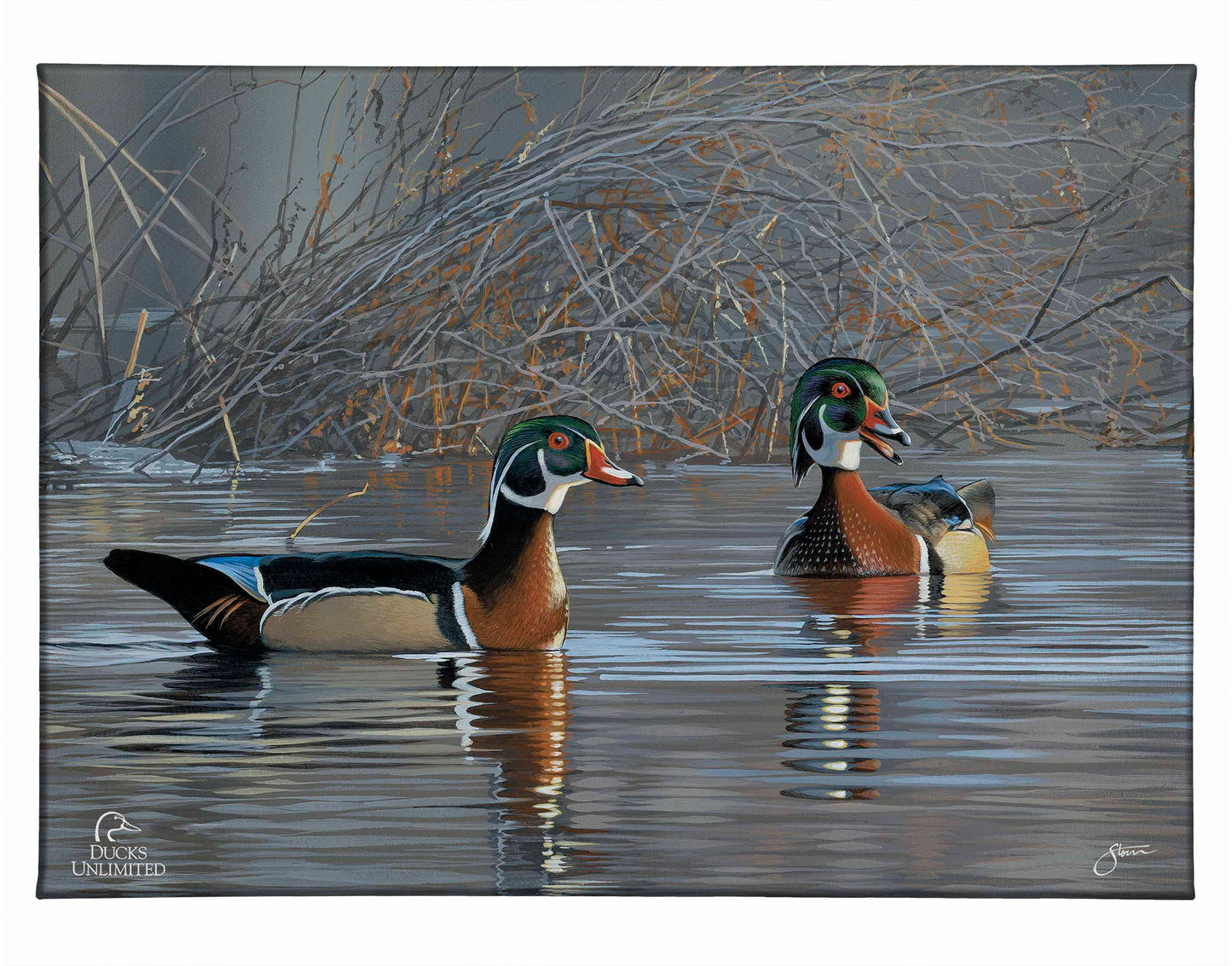 Springtime Chatter Wood Ducks Gallery Wrapped Canvas - Official Ducks Unlimited Art