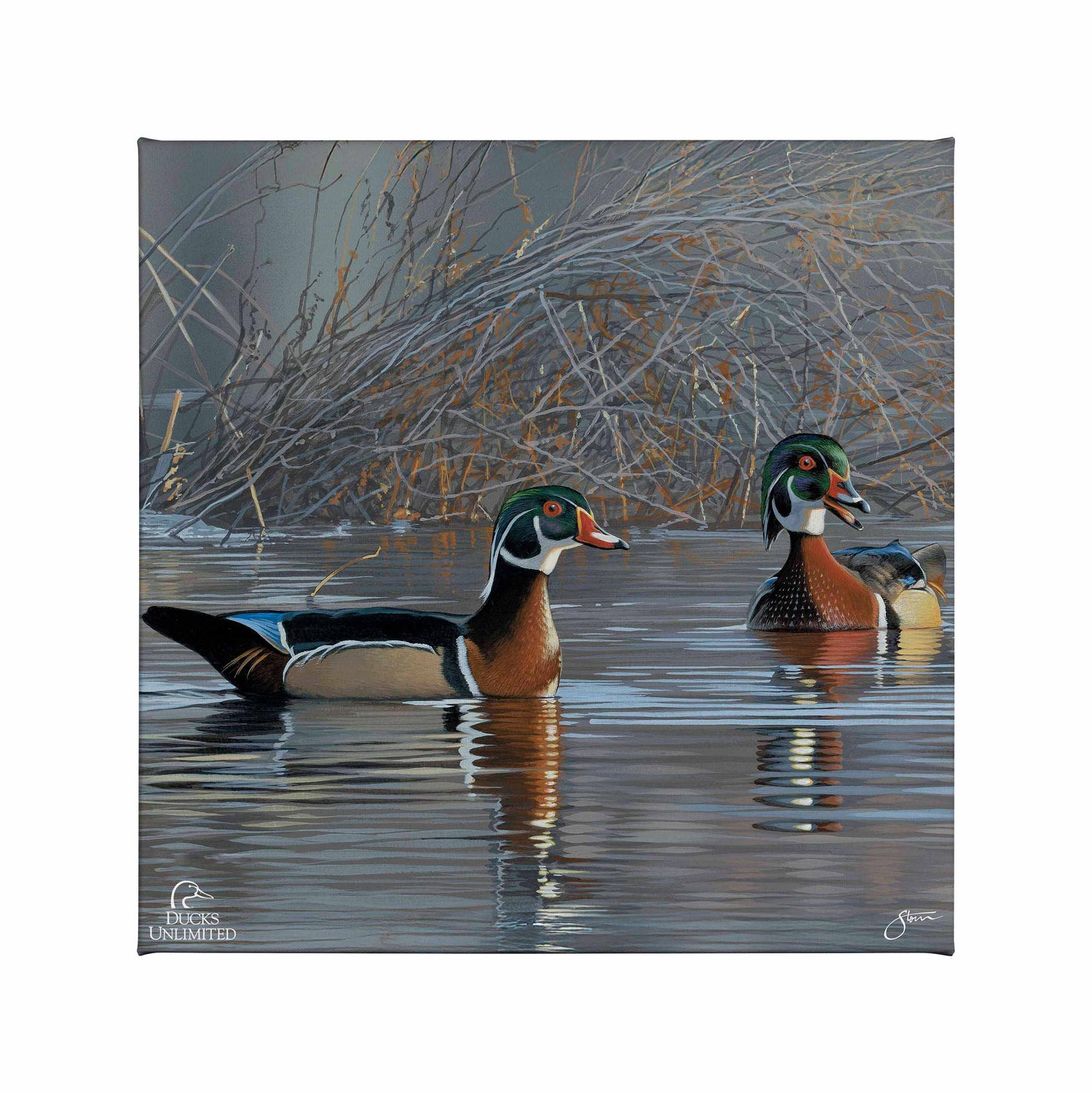 Springtime Chatter Wood Ducks Gallery Wrapped Canvas - Official Ducks Unlimited Art