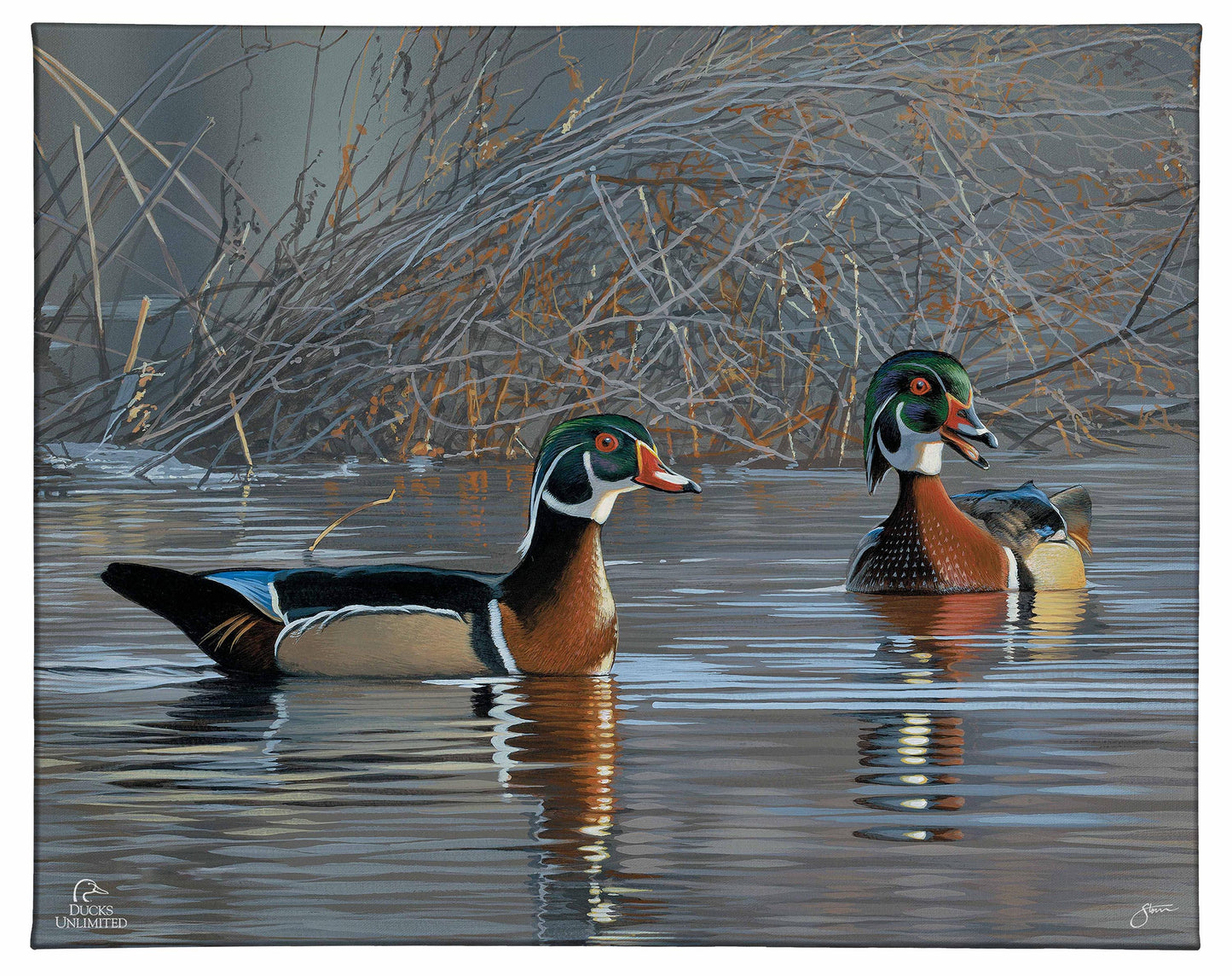 Springtime Chatter Wood Ducks Gallery Wrapped Canvas - Official Ducks Unlimited Art