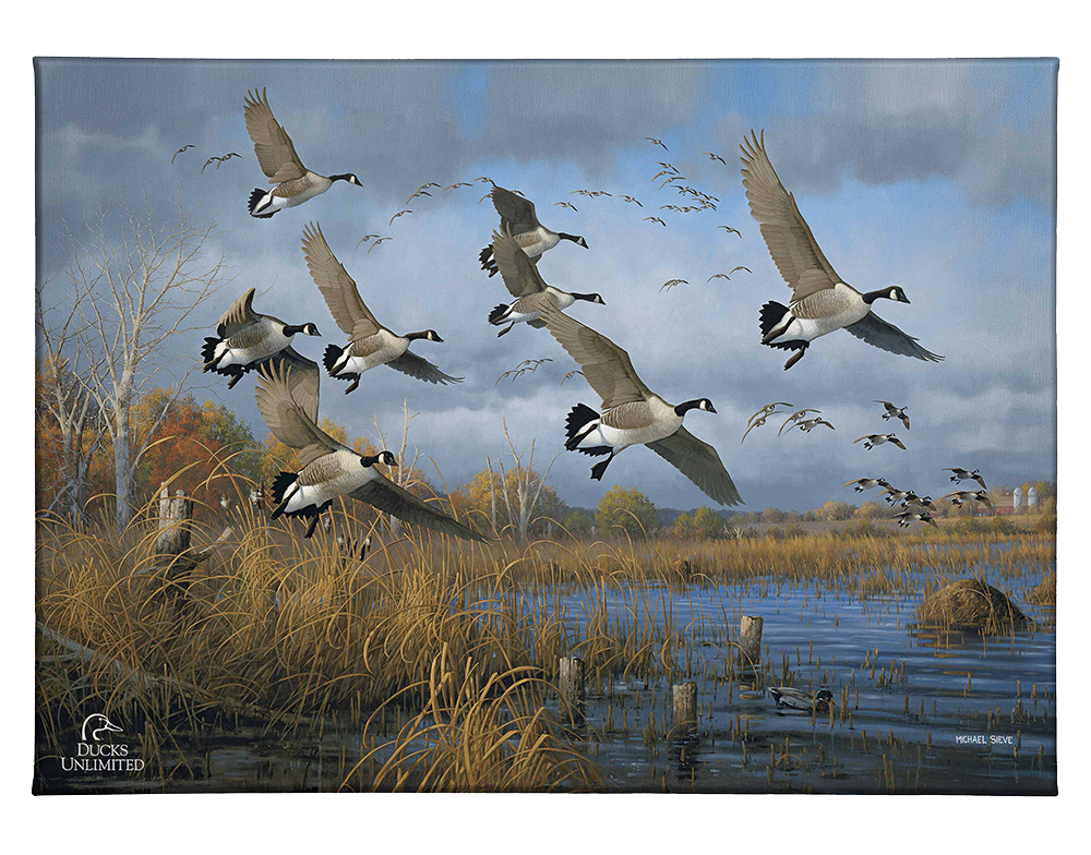 Sunset Refuge Canada Geese Gallery Wrapped Canvas - Official Ducks Unlimited Art
