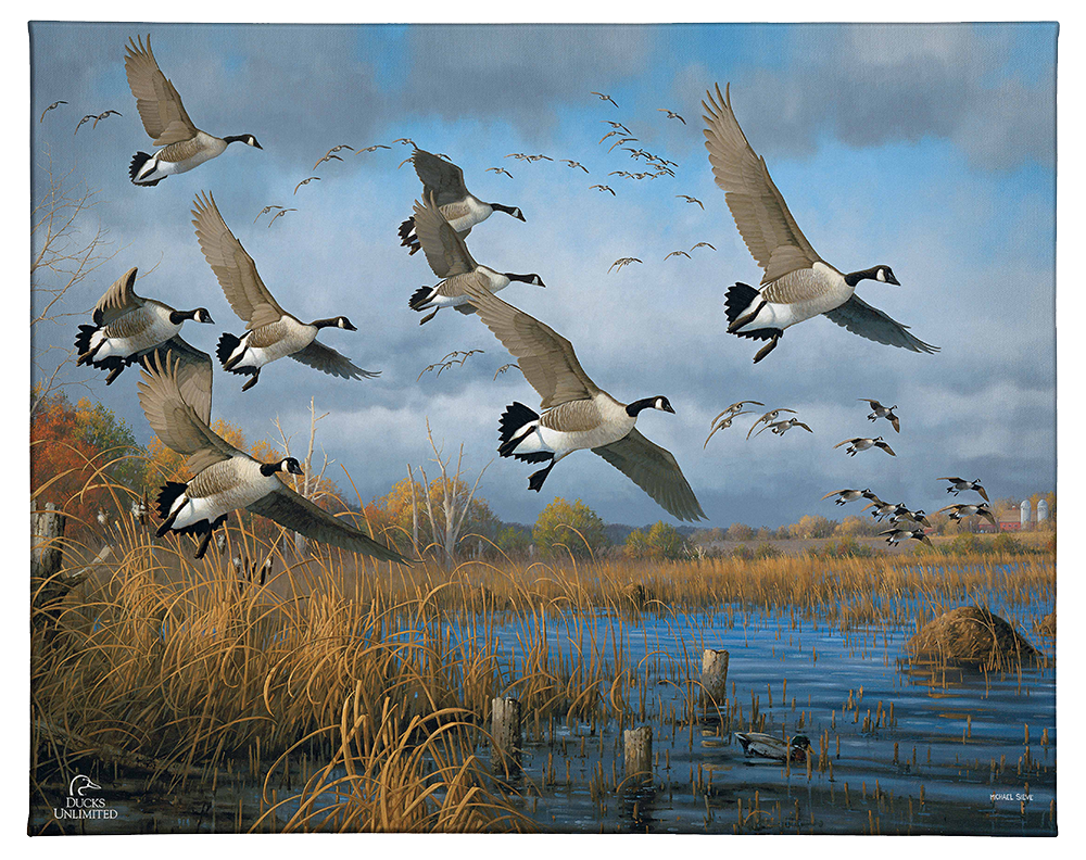 Sunset Refuge Canada Geese Gallery Wrapped Canvas - Official Ducks Unlimited Art