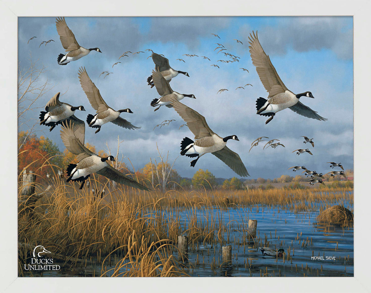 Sunset Refuge Canada Geese Art Prints - Official Ducks Unlimited Art
