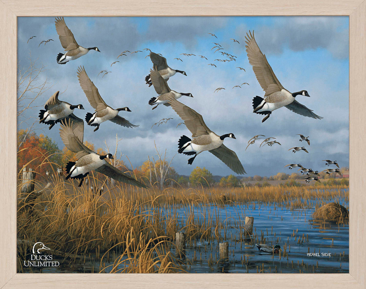 Sunset Refuge Canada Geese Art Prints - Official Ducks Unlimited Art