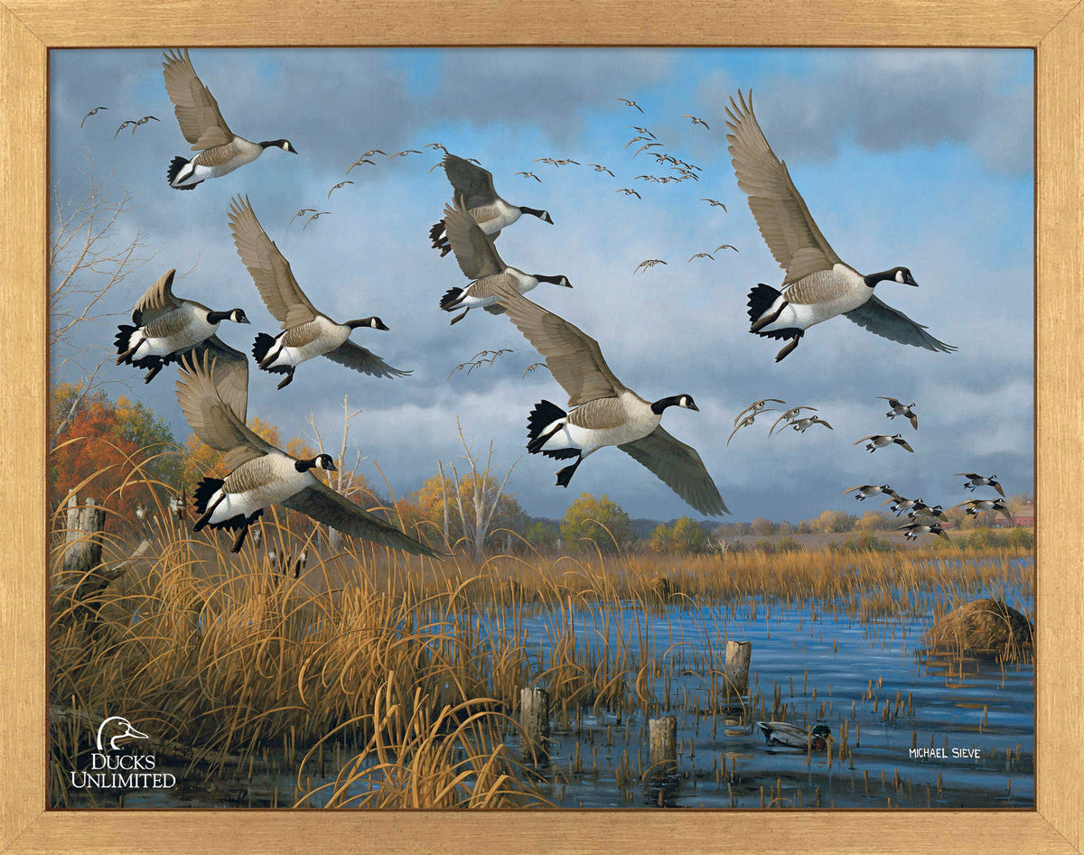 Sunset Refuge Canada Geese Art Prints - Official Ducks Unlimited Art