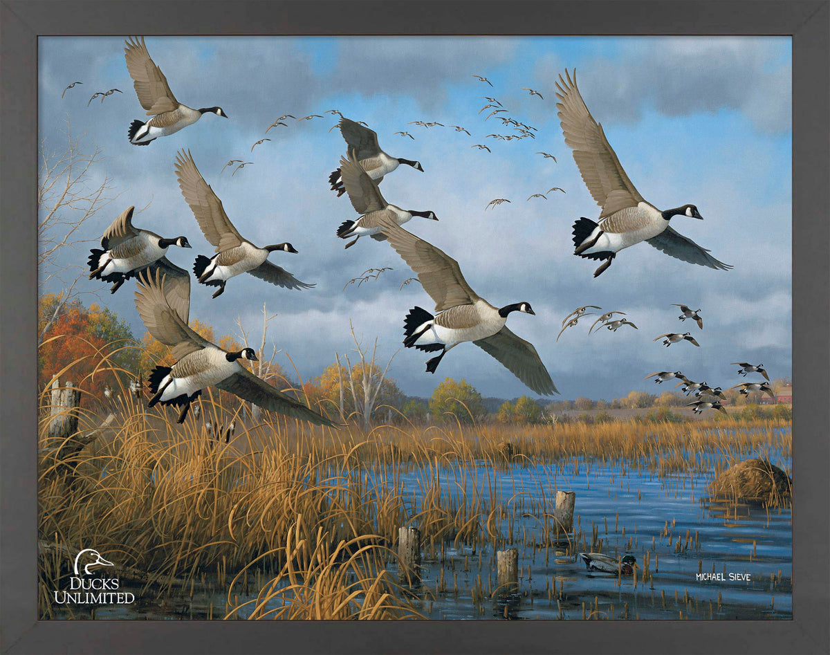 Sunset Refuge Canada Geese Art Prints - Official Ducks Unlimited Art