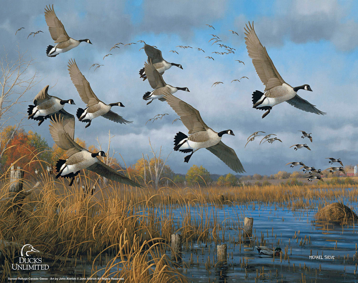 Sunset Refuge Canada Geese Art Prints - Official Ducks Unlimited Art