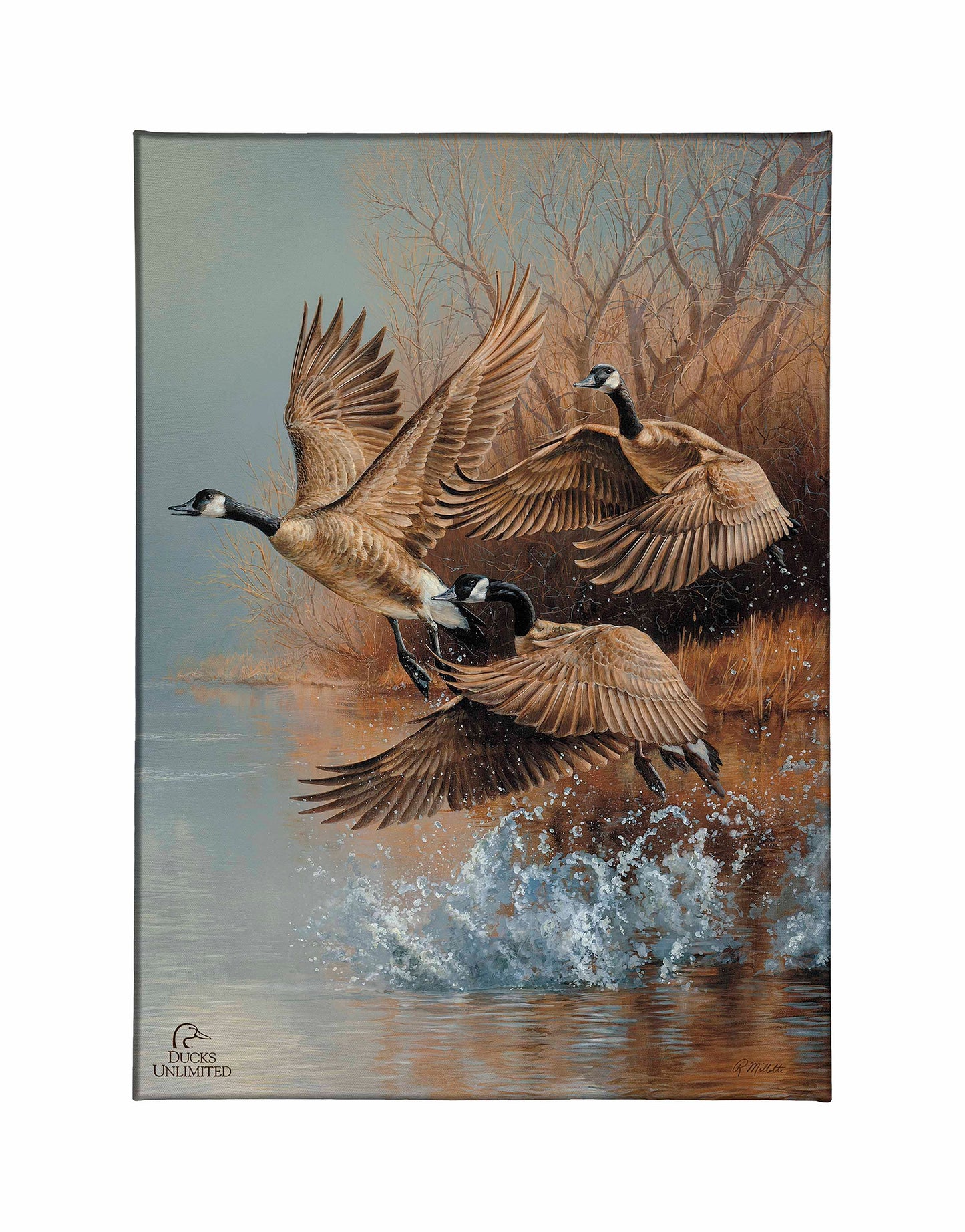 Taking Flight Canada Geese Gallery Wrapped Canvas - Official Ducks Unlimited Art