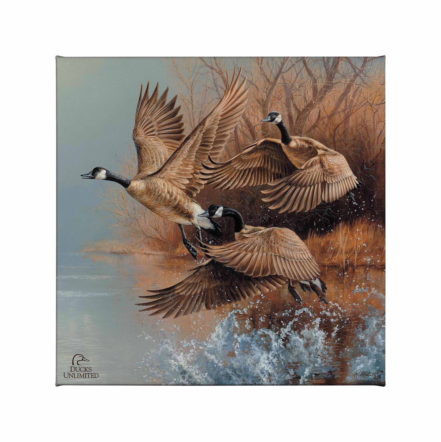 Taking Flight Canada Geese Gallery Wrapped Canvas - Official Ducks Unlimited Art