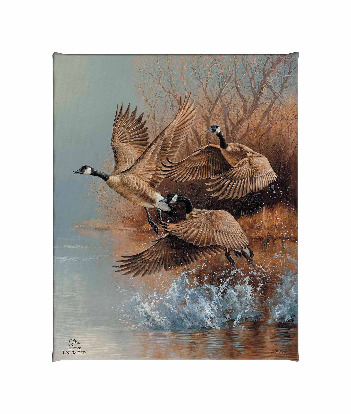 Taking Flight Canada Geese Gallery Wrapped Canvas - Official Ducks Unlimited Art