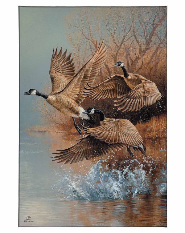 Taking Flight Canada Geese Gallery Wrapped Canvas - Official Ducks Unlimited Art