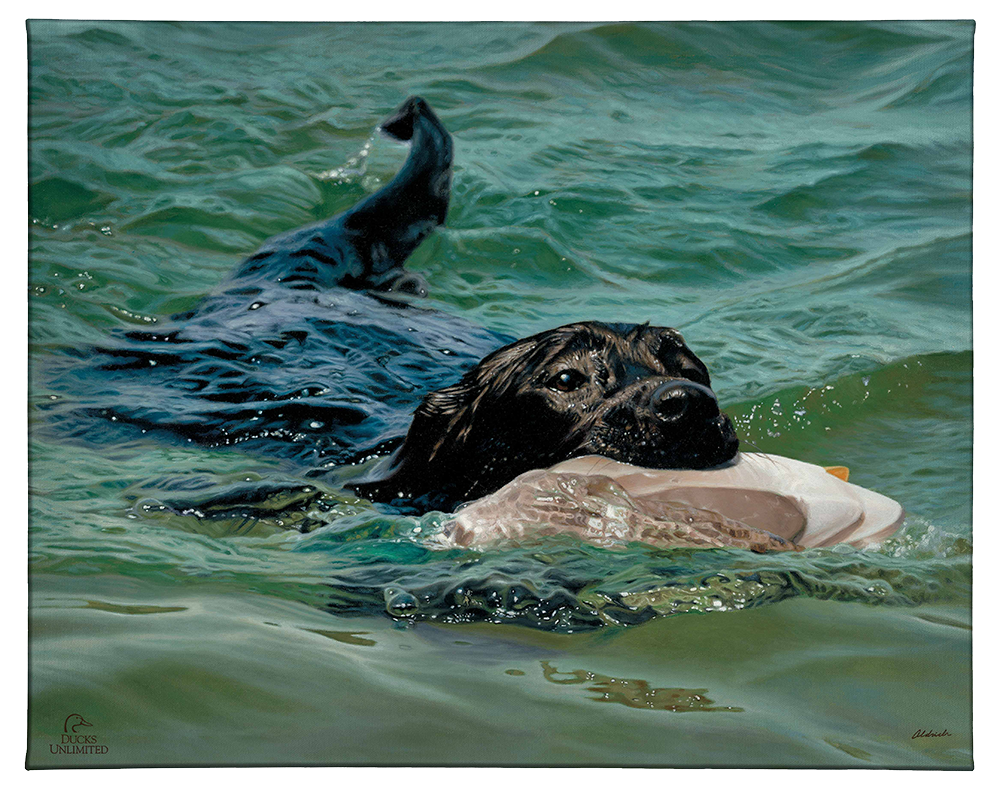 Training Day - Black Lab - Gallery Wrapped Canvas - Official Ducks Unlimited Art