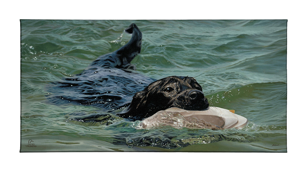 Training Day - Black Lab - Gallery Wrapped Canvas - Official Ducks Unlimited Art