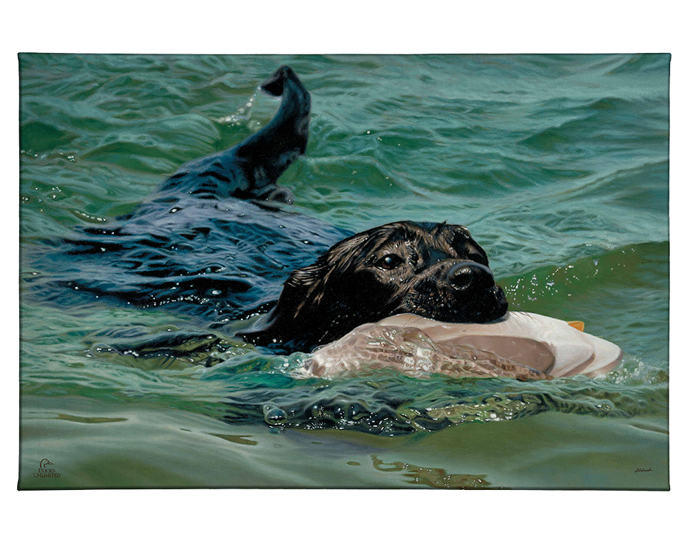 Training Day - Black Lab - Gallery Wrapped Canvas - Official Ducks Unlimited Art