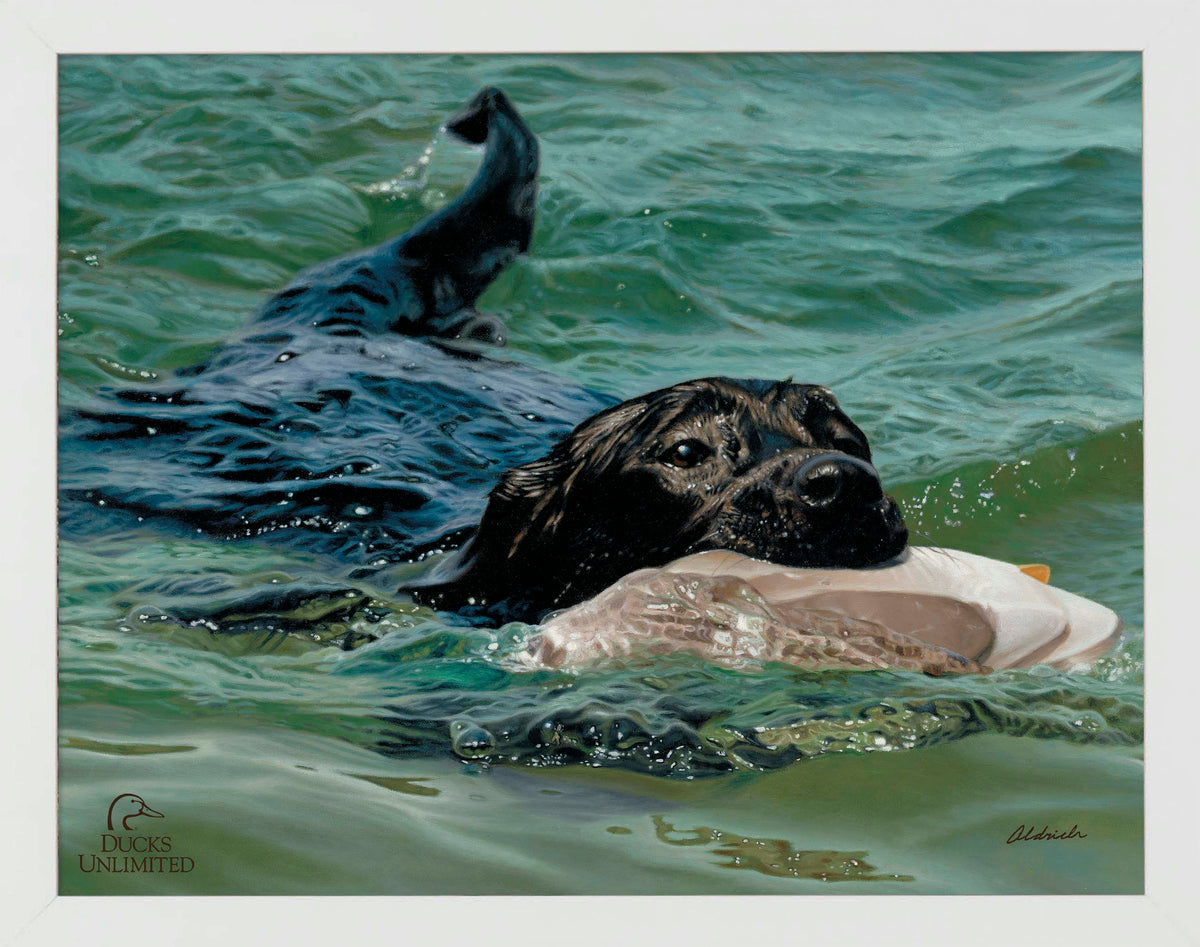 Training Day - Black Lab - Art Prints - Official Ducks Unlimited Art