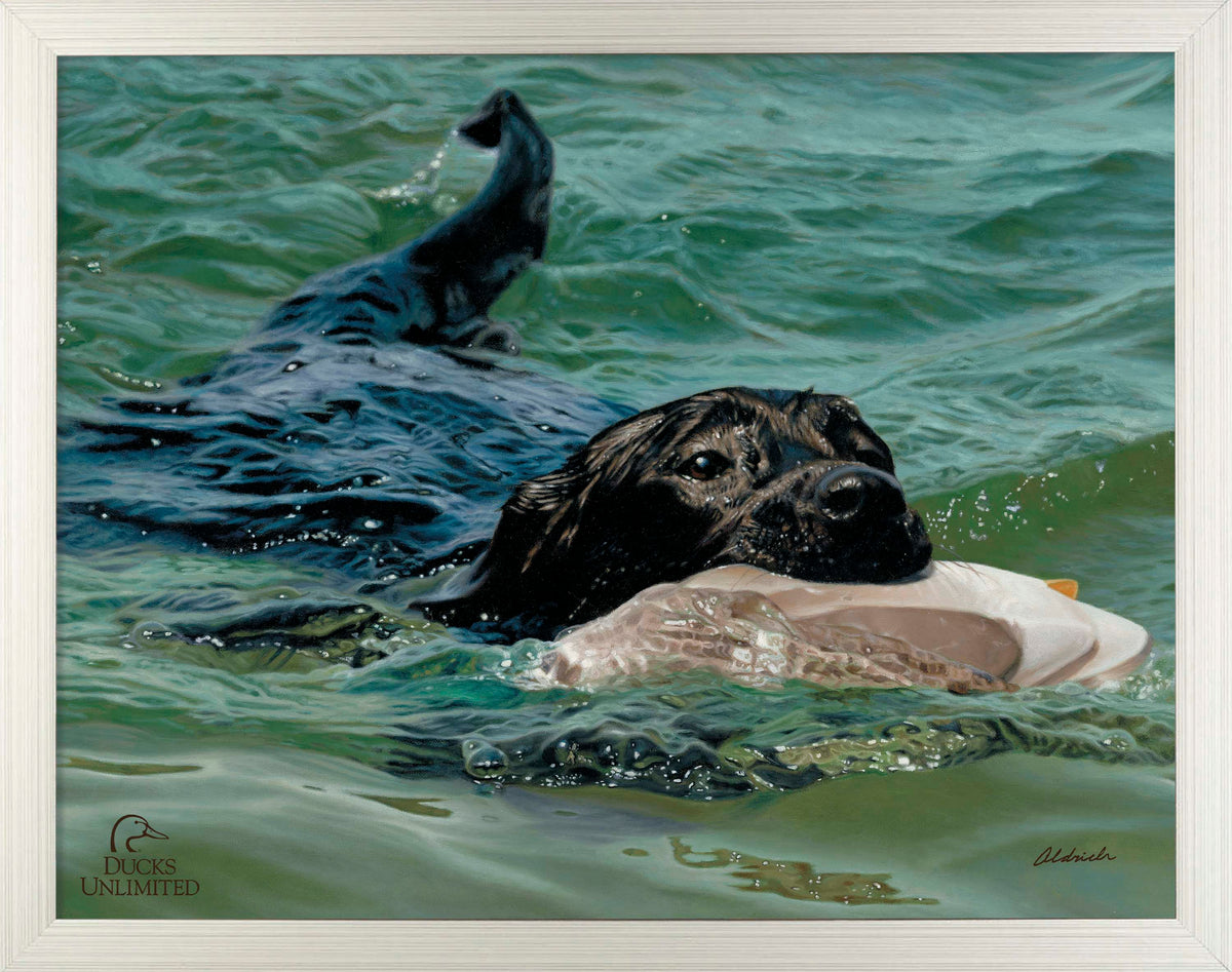 Training Day - Black Lab - Art Prints - Official Ducks Unlimited Art