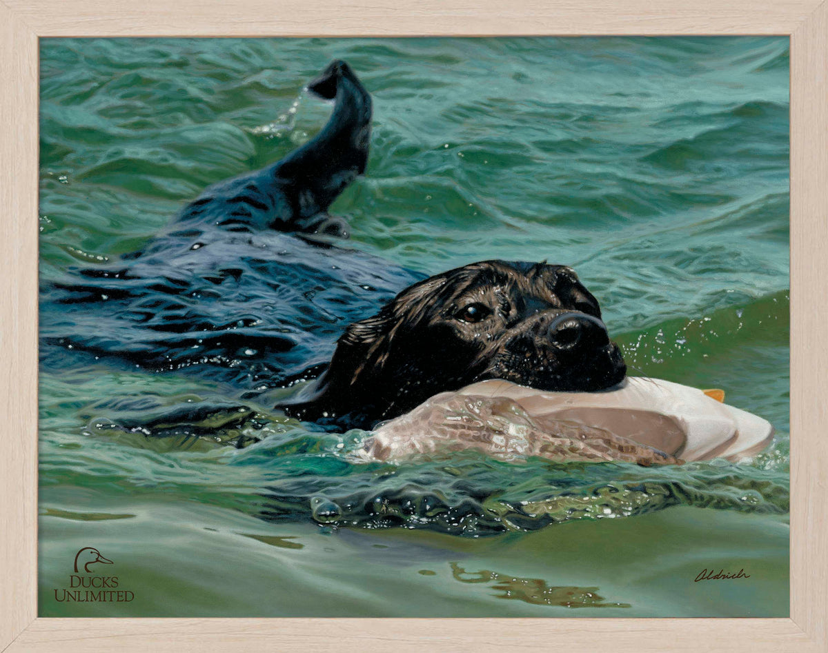 Training Day - Black Lab - Art Prints - Official Ducks Unlimited Art