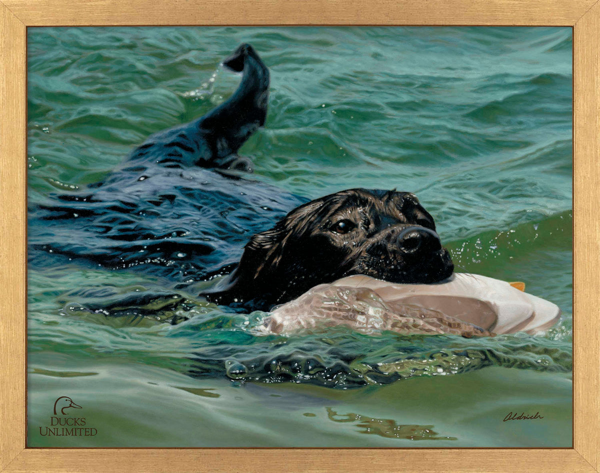Training Day - Black Lab - Art Prints - Official Ducks Unlimited Art