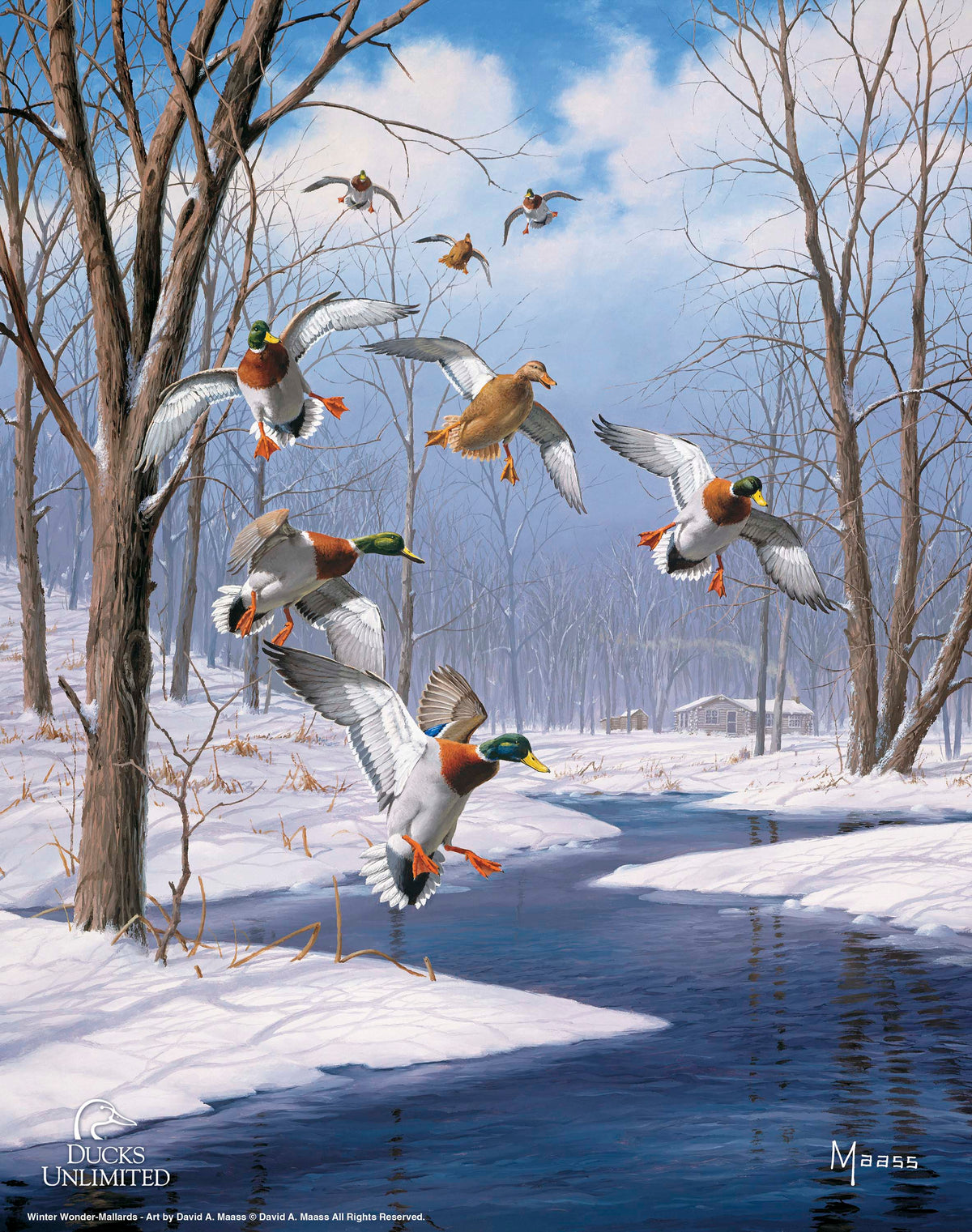 Winter Wonder- Mallards - Art Prints - Official Ducks Unlimited Art